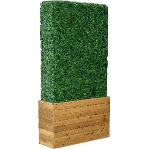 boxwood wall